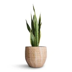 Sansevieria Trifasciata Laurentii - Variegated Snake Plant -HousePlants Shop Sansevieria trifasciata Laurentii Variegated Snake Plant 21x70cm Emmy Plant Pot Camel 28x25cm