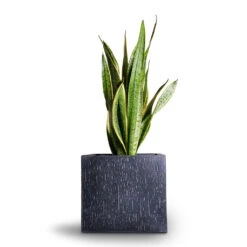 Raindrop Cube Planter - Anthracite -HousePlants Shop Sansevieria trifasciata Laurentii Variegated Snake Plant 21x70cm Raindrop Cube Planter Anthracite 30x30x27cm