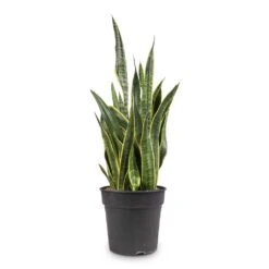 Sansevieria Trifasciata Laurentii - Variegated Snake Plant -HousePlants Shop Sansevieria trifasciata Laurentii Variegated Snake Plant 27x80cm