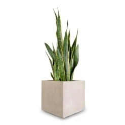Sansevieria Trifasciata Laurentii - Variegated Snake Plant -HousePlants Shop Sansevieria trifasciata Laurentii Variegated Snake Plant 27x80cm Raindrop Cube Planter Stone 30x30x27cm