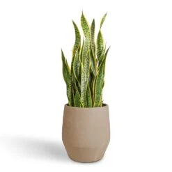 Humus Plant Pot - Concrete -HousePlants Shop Sansevieria trifasciata Laurentii Variegated Snake Plant 30x90cm Humus Plant Pot Concrete 37x42.5cm 392151dc 9f71 4df0 aa38 9442d0eaaeb9