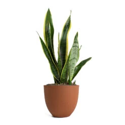 Coral Refined Planter - Canyon Orange -HousePlants Shop Sansevieria trifasciata Laurentii Variegated Snake Plant Coral Refined Planter Canyon Orange
