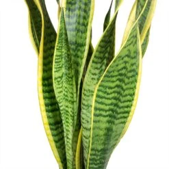 Sansevieria Laurentii - HydroCare -HousePlants Shop Sansevieria trifasciata Laurentii Variegated Snake Plant Leaves b5314f95 3521 419e 8410 7040d36a26c8