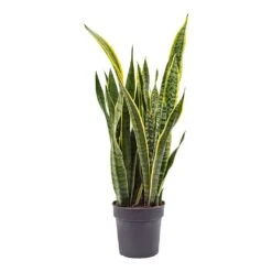 Sansevieria Trifasciata Laurentii - Variegated Snake Plant -HousePlants Shop Sansevieria trifasciata Laurentii Variegated Snake Plant ML
