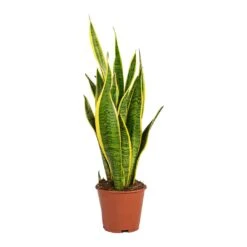 Sansevieria Trifasciata Laurentii - Variegated Snake Plant -HousePlants Shop Sansevieria trifasciata Laurentii Variegated Snake Plant Small