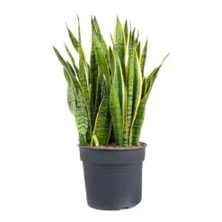 Sansevieria Trifasciata Laurentii - Variegated Snake Plant -HousePlants Shop Sansevieria trifasciata Laurentii Variegated Snake Plant XL