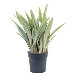 Sansevieria Trifasciata Metallica - Snake Plant