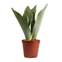 Sansevieria Trifasciata Moonshine - Snake Plant -HousePlants Shop Sansevieria trifasciata Moonshine Snake Plant 12x35cm 50a63810 e3e0 4615 80fd d15cf6a469a0