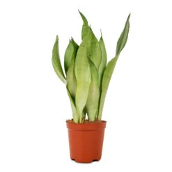Sansevieria Trifasciata Moonshine - Snake Plant -HousePlants Shop Sansevieria trifasciata Moonshine Snake Plant 12x40cm