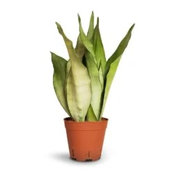 Sansevieria Trifasciata Moonshine - Snake Plant -HousePlants Shop Sansevieria trifasciata Moonshine Snake Plant 14x45cm
