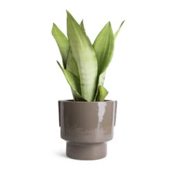 Aries Handles Plant Pot - Charcoal -HousePlants Shop Sansevieria trifasciata Moonshine Snake Plant 14x45cm Aries Handles Plant Pot Charcoal 19x20cm 1823bc8b 838b 4df4 8d2d e8d8ea689467