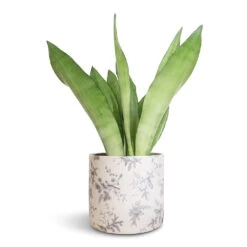 Sansevieria Trifasciata Moonshine - Snake Plant -HousePlants Shop Sansevieria trifasciata Moonshine Snake Plant 14x45cm Lazzaro Plant Pot Vintage Bird 18x16cm 2f71f2a0 b2a9 4447 8646 fa0ca8e969d1
