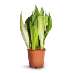 Sansevieria Trifasciata Moonshine - Snake Plant -HousePlants Shop Sansevieria trifasciata Moonshine Snake Plant 21x70cm