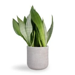 Angle Cylinder Plant Pot - White 11 Angle Cylinder Plant Pot - White -HousePlants Shop Sansevieria trifasciata Moonshine Snake Plant 21x70cm Angle Cylinder Plant Pot White 24x24cm