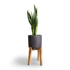 Sansevieria Trifasciata Black Coral - Snake Plant -HousePlants Shop Sansevieria trifasciata Moonshine Snake Plant 21x70cm Charlie Plant Pot Tall Stand Black Washed 32x51cm 4ef3e22f 9b9d 4fe5 b121 1ccf9624baa2