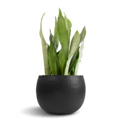 Hammered Bowl - Black With Copper -HousePlants Shop Sansevieria trifasciata Moonshine Snake Plant 21x70cm Hammered Bowl Black with Copper 30x20cm 1