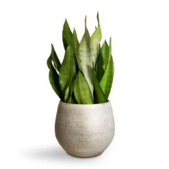 Sansevieria Trifasciata Moonshine - Snake Plant -HousePlants Shop Sansevieria trifasciata Moonshine Snake Plant 21x70cm Noor Plant Pot Metallic Grey 27x25cm 2 4c19579b eb5c 421b ae78 cc1e846d0c1f