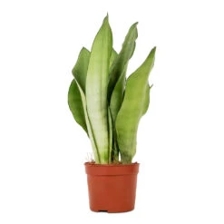 Sansevieria Trifasciata Moonshine - Snake Plant -HousePlants Shop Sansevieria trifasciata Moonshine Snake Plant 9x25cm
