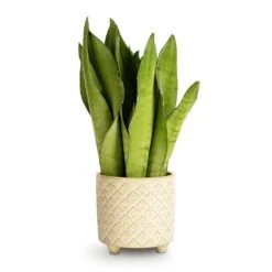 Sansevieria Trifasciata Moonshine - Snake Plant -HousePlants Shop Sansevieria trifasciata Moonshine Snake Plant 9x25cm Bilbao Plant Pot Pale Jade 10.5x10cm 559c7640 565e 43e0 bb3e 1498d046aa6e