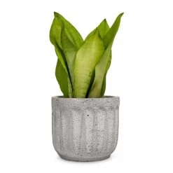 Sansevieria Trifasciata Moonshine - Snake Plant -HousePlants Shop Sansevieria trifasciata Moonshine Snake Plant 9x25cm Plant Pot Duncan Cement 14x13cm a14413be 4894 4f84 b91b f4bef59535e8