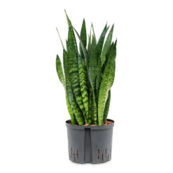 Sansevieria Zeylanica - HydroCare -HousePlants Shop Sansevieria zeylanica HydroCare 25 19x70cm