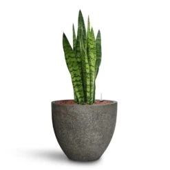 Jesslyn Cement & Stone Plant Pot - Granite Grey -HousePlants Shop Sansevieria zeylanica HydroCare Cement Stone Cody Plant Pot Granite Grey a9b27aea c58d 4e6c b101 ab8b6e748978