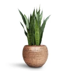 Sansevieria Zeylanica - HydroCare -HousePlants Shop Sansevieria zeylanica HydroCare Opus Hammered Globe Planter Gold