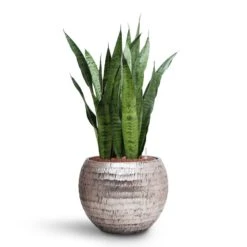Sansevieria Zeylanica - HydroCare -HousePlants Shop Sansevieria zeylanica HydroCare Opus Hammered Globe Planter Silver
