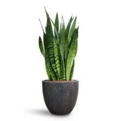 Raindrop Egg Planter - Anthracite -HousePlants Shop Sansevieria zeylanica HydroCare Raindrop Couple Planter Anthracite