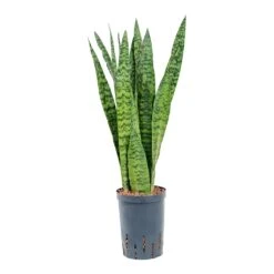 Sansevieria Zeylanica - HydroCare -HousePlants Shop Sansevieria zeylanica Hydroculture 15 19x60cm