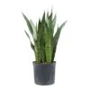 Sansevieria Zeylanica - HydroCare -HousePlants Shop Sansevieria zeylanica Hydroculture Indoor Plant Large