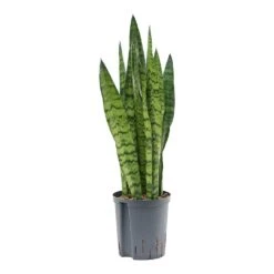 Sansevieria Zeylanica - HydroCare -HousePlants Shop Sansevieria zeylanica Hydroculture Indoor Plant Small