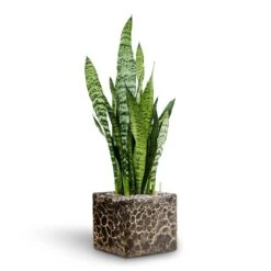 Sansevieria Zeylanica - HydroCare -HousePlants Shop Sansevieria zeylanica Hydroculture Lava Cube Relic Planter Black 785217e9 17be 4c34 af90 3edacf8f127e