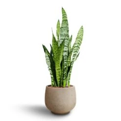 Sansevieria Zeylanica - HydroCare -HousePlants Shop Sansevieria zeylanica Hydroculture Mini Pixie Plant Pot Grey Washed