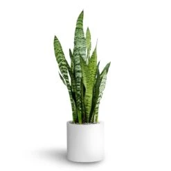 Sansevieria Zeylanica - HydroCare -HousePlants Shop Sansevieria zeylanica Hydroculture Puk Planter Matt White