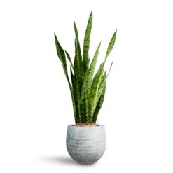 Sansevieria Zeylanica - HydroCare -HousePlants Shop Sansevieria zeylanica Hydroculture Ryan Plant Pot White Black