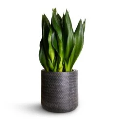 Angle Cylinder Plant Pot - Anthracite -HousePlants Shop Sansevieria zeylanica Silver Flame Snake Plant 21x60cm Angle Cylinder Plant Pot Anthracite 24x24cm 06cf4dcc f26c 473b b95c edff0e78ae3c