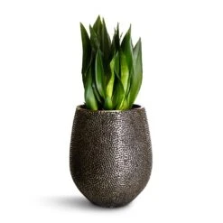 Opus Hit Darcy Planter - Silver -HousePlants Shop Sansevieria zeylanica Silver Flame Snake Plant 21x60cm Opus Hit Darcy Planter Silver 38x42cm 4246704f a5d5 40cd bc33 091427bffb93
