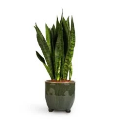 Sansevieria Zeylanica - Snake Plant -HousePlants Shop Sansevieria zeylanica Snake Plant 14x50cm Kaat Plant Pot Green 16x16cm