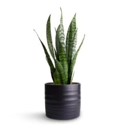 Hadleigh Plant Pot - Charcoal -HousePlants Shop Sansevieria zeylanica Snake Plant 15x50cm Hadleigh Plant Pot Charcoal 17x15cm 3f01eb7a 9882 4a26 9f35 11cdbd618a8f