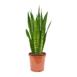 Sansevieria Zeylanica - Snake Plant -HousePlants Shop Sansevieria zeylanica Snake Plant 17x50cm