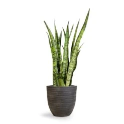 Angle Couple Plant Pot - Anthracite -HousePlants Shop Sansevieria zeylanica Snake Plant 21x70cm Angle Couple Plant Pot Anthracite 30x28cm 2