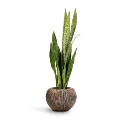 Luxe Lite Waterfall Globe Planter - Bronze -HousePlants Shop Sansevieria zeylanica Snake Plant 21x70cm Luxe Lite Waterfall Globe Planter Bronze 33x24cm