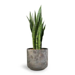 Sansevieria Zeylanica - Snake Plant -HousePlants Shop Sansevieria zeylanica Snake Plant 21x70cm Saar Plant Pot Earth Cement 26x25cm