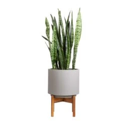 Vigo Plant Pot With Wooden Stand - Concrete Grey -HousePlants Shop Sansevieria zeylanica Snake Plant 21x70cm Vigo Plant Pot with Wooden Stand Concrete Grey 28x37cm