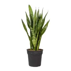 Sansevieria Zeylanica - Snake Plant -HousePlants Shop Sansevieria zeylanica Snake Plant 21x80cm 2177ff2d 2527 480c b9fe fa5a83387048