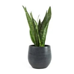 Esra Plant Pot - Graphite -HousePlants Shop Sansevieria zeylanica Snake Plant Esra Graphite Plant Pot