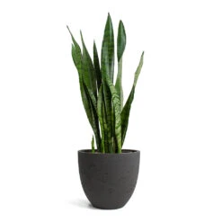 Mini Jesslyn Plant Pot - Black Washed -HousePlants Shop Sansevieria zeylanica Snake Plant Mini Jesslyn Plant Pot Black Washed