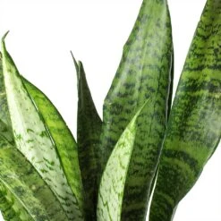 Sansevieria Zeylanica - HydroCare -HousePlants Shop Sansevieria zeylanica Snake Plant Stems 685a514e c861 42ae 874d e943caad3d8b