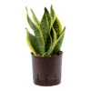 Sansevieria Futura Superba - HydroCare -HousePlants Shop SansevieriaFuturaSuperba Hydroculture